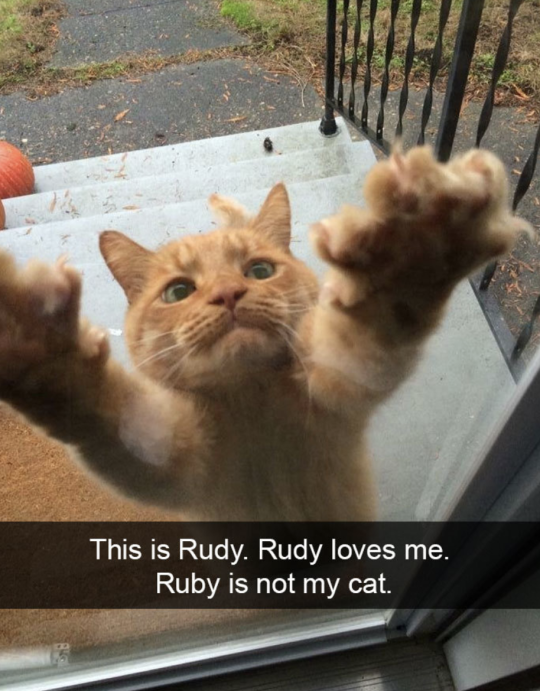 20 Hilarious Cat Snapchats That Will Leave You With The Biggest Smile
