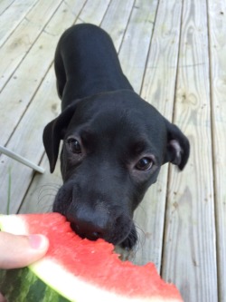 royonfire:  I present to you a puppy eating watermelon. 