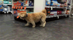 easyay:  why is there an ewok in a grocery store 