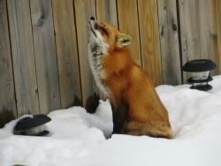 wonderous-world:  This red fox was found nestled up in the snow in a backyard in Alberta, Canda. Article 