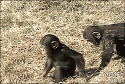 sad-broken-andneverenough:  beyond-the-limitations-of-me:  redxluna:  pretentiousprince:  apsychedelicdoomcult:  Chimps do it for the lulz also  I JUST WANT TO KNOW WHAT THAT FUCKING ALIEN SPIDER THING IS ON THE MAMA CHIMP’S BACK JFC    When you see