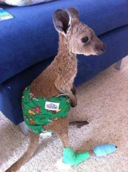 Baby kangaroo saved from fire&hellip;