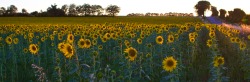Sunflowers (Aveyron, Midi-Pyrenees, France)