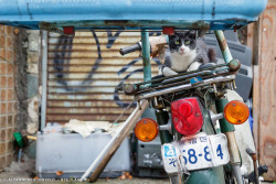 japontotal:  Fotógrafo francés redescubre a los gatos callejeros en Japón El fotógrafo profesional Alexandre Bonnefoy viajó a Japón en busca de “fotografías de fauna urbana”, pero acabó creando una serie de curiosas capturas que muestran a