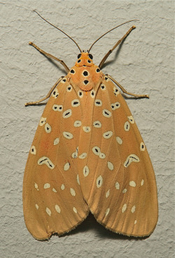 Sinobug:  Crotalaria Podborer Moth (Mangina Sp., Arctiinae, Erebidae)  By Sinobug