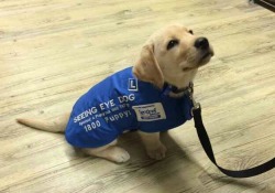 yeatru:  awwww-cute:  A Seeing Eye Dog on his first day  he knows he’s gonna do such a good job  awww bless him he is going to make someone&rsquo;s life so much better what a cutie.