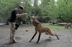 jumpingjacktrash:  gallusrostromegalus:  letglitchdraw:  mgs3: LOOK AT THIS INCREDIBLY GOOD BOY  WHAT IN THE FUCK NIGHTMARE DOG IS THAT  That is a Maned wolf and they are lovely bizarre creatures!  They have long legs so they can see over the tall grass