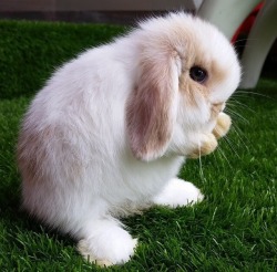 What a cute little bunny