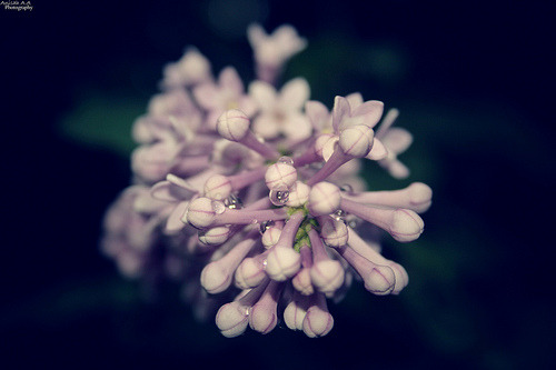 missanisah:  Lilacs…#1 on Flickr. - Photos by me