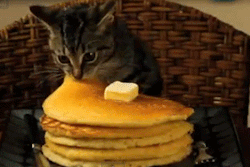 daddys-little-pup:  all-four-cheekbones:  daftwithoneshoe: Shut up. I needed a kitten stealing a pancake on my blog. Honestly, if you don’t need a kitten stealing a pancake on your blog, it had better be because you already have a kitten stealing a