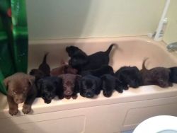 skeleton-gardens:  whreflections:  poochcrew:  My friend’s dog had 14 puppies. This is how they’re kept out of trouble while she cleans the house.  IT’S A BATHTUB FULL OF LABS GIVE IT TO ME NOW   I can’t help but reblog puppies anymore.