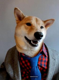 the-absolute-best-posts:  curiousz: Menswear Dog is a 3 year old shiba inu living in NYC with a panache for all things style.