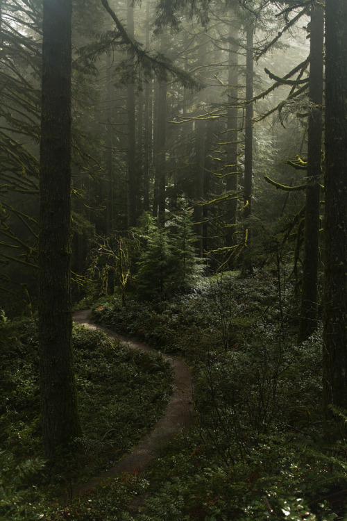 lori-rocks:  Misty forest at Silver falls porn pictures
