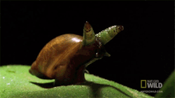 onlylolgifs:  These snails are zombies. They have been hijacked by a parasite that controls their brains and movements.