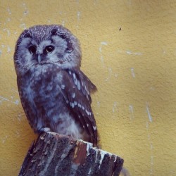 #Athene (#Bird, small #Owl)  Athene is a genus of #owls, containing two to four living species, depending on classification. These #birds are small, with brown and white speckles, yellow eyes, and white eyebrows.  #Izhevsk #Zoo #Animals  January 4, 2014