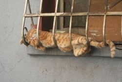 awwww-cute:  It always amazed me how cats can look so comfortable in the most uncomfortable places 