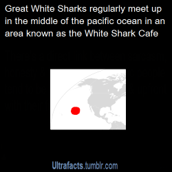 ultrafacts:  radiationscorpion:pizzaismylifepizzaisking:  kingdom2505:  ultrafacts:  Source For more facts follow Ultrafacts  &ldquo;Right, then. The meeting has officially come to order. Let us all say the pledge.. ‘I am a nice shark, not a mindless