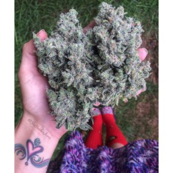 shesmokesjoints:  Trimmed up some Durple and this Sno Cap the other day :) 