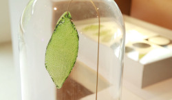kisslaughanddream:  sixpenceee:  A graduate student has created the first man-made biological leaf. It absorbs water and carbon dioxide to produce oxygen just like a plant. He did this by suspending chloroplasts in a mixture made out of silk protein.