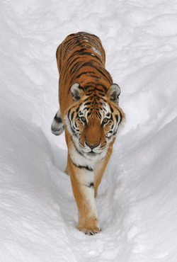 llbwwb:  Siberian Tiger - In Snow (by AlaskaFreezeFrame)
