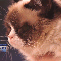 thetectonicplates-deactivated20:  Anderson Cooper &amp; Grumpy Cat on Anderson Live 
