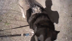 sizvideos:  Husky and head massager - Video 