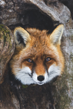 wavemotions:  Fox in the tree! 