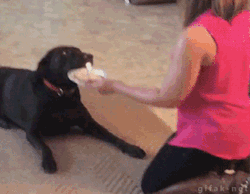 myca-ruba:  nohighs:  YOU REALLY THINK A FUCKIN PANCAKE IS GONNA FIX THIS HEATHER   IT GETS FUNNIER WHEN YOU REALIZE THE DOG PROBABLY THOUGHT SHE WAS TRYING TO DO A SHAKE COMMAND