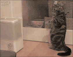 macklemore-fujisaki:  bobsjokes:  kitten vs humidifier  hIS TINY PAWS OMGOMGOMG 