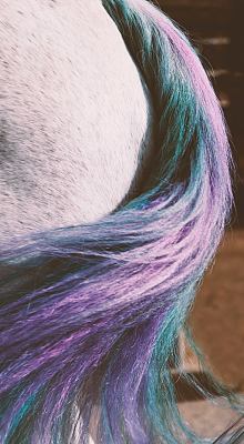 sh-equine-photography:  dyed my handsome man’s tail for halloween. 