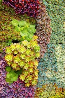 modcloth:  A rainbow wall of succulents might