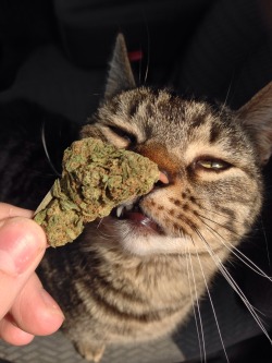 cheeba-chiefa:  Buzz likes weed too. 