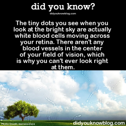did-you-kno:  The tiny dots you see when you look at the bright sky are actually white blood cells moving across your retina. There aren’t any blood vessels in the center of your field of vision, which is why you can’t ever look right at them.  Source