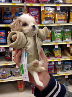 tastefullyoffensive:  He’ll grow into it. (photo via goliathkat) 