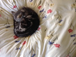 purityplants:  He likes the flower covers on my bed 