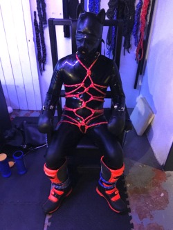 feelingknottycda:  KodiPup is nicely settled into @rubbertopboys bondage chair. His body harness gives me lots of useful tie-down points. And his pup mitts are locked on securely to reduce the amount of mischief he gets into. 