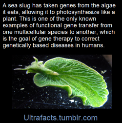 ultrafacts:  Fact Source/more info: http://blog.mbl.edu/?p=3285For more facts, follow Ultrafacts   