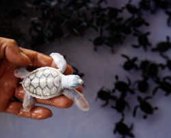 asight:  Albino Baby Sea Turtle! 