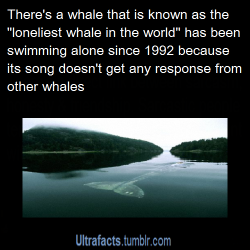 empanadaoverlord:  ultrafacts:  Source For more facts follow Ultrafacts  It’s “song” is sung at a different frequency that other whales cannot hear. Therefore, it does not have a group to swim with, or a mate. 