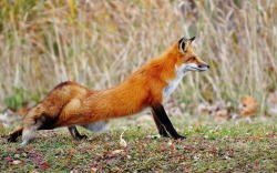 a-fantastic-fox:Stretchy fox is stretchy. (via /r/foxes)