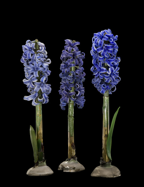 cmog:                   Leopold Blaschka was born on this day in 1822. He worked with his son, Rudolf, to create painstaking detail in lampworked glass. They made glass eyes, marine invertebrate models, and even flowers like these hyacinths in glass!