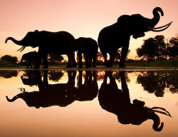 rorschachx:  African elephants, Botswana