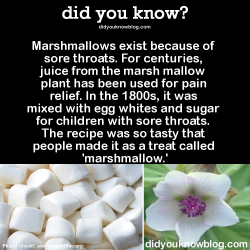 slipperygal:  wynspers:  geekydominant:  wynspers:slipperygal:  did-you-kno:  Marshmallows exist because of sore throats. For centuries, juice from the marsh mallow plant has been used for pain relief. In the 1800s, it was mixed with egg whites and sugar