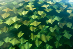 rad-aquascapes: Golden Ray Migration. Both photos by Sandra Critelli. 