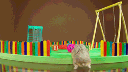 tastefullyoffensive:Video: Tiny Hamster in a Tiny Playground