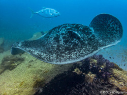 socialfoto:Denizen of the Deep Denizen of the Deep - Marble Ray on the wreck of the SS Yongala, Townsville, QLD by djwest