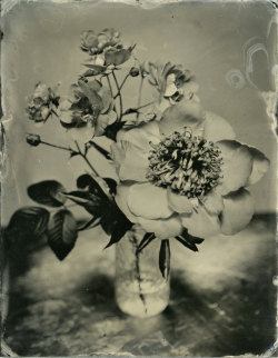 brookelabrie:  Peony and Rosebush Tintype © brookelabrie  really really love this one