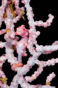 ryefaceupintherain:  archiemcphee:  These adorably strange little creatures that looks like a pieces of coral that just woke up are Pygmy seahorses, a species of seahorse that was completely unknown to science until the 1970s. Found in Southeast Asia