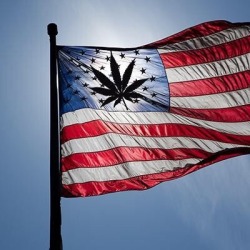 If u live in a state like California or Maine (Nevada Mass etc) U have the chance to change Cannabis Laws!  Please do! Go Vote yes! Please dont vote for Chump!