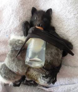 catsbeaversandducks:  A baby bat holding his bottle AND his stuffed koala. Photo by ©Baby Bats and Buddies of Bats QLD  So cute.